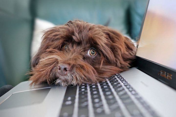 Remote working - a global experiment? Not at Fullers Family Law...